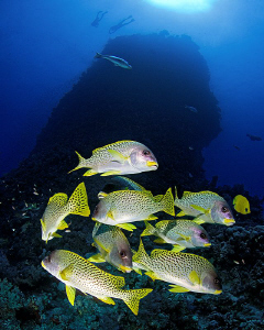 "Sweetlips and Habili"
 
A liitle group of sweetlips in... by Henry Jager 